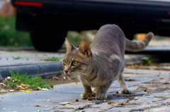 クラウチングキャット「古い街並み」の野良猫