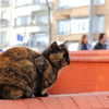 イスタンブール・ストリートキャット　何か面白いことないかな～