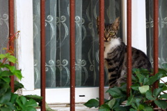 イスタンブールストリートキャット　窓猫さん！