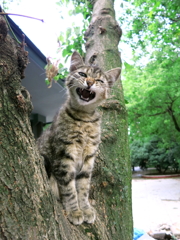 ゲジ公園の野良猫　威嚇じゃないよあくびだよ！