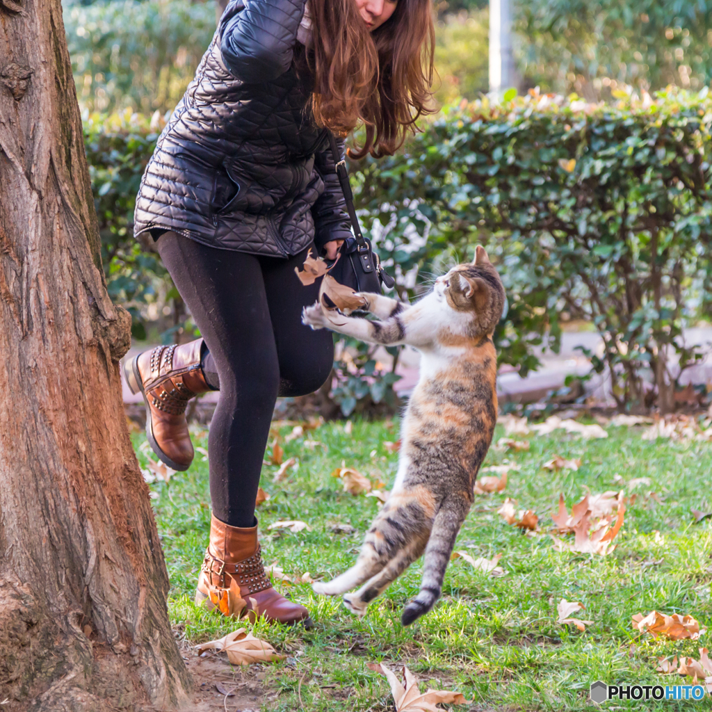落葉の園で猫とダンス！
