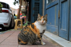 イスタンブール・ストリート・キャット　「うちデブとちゃうで！赤ちゃんおるんや！」