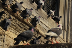 垂直とまり鳩　