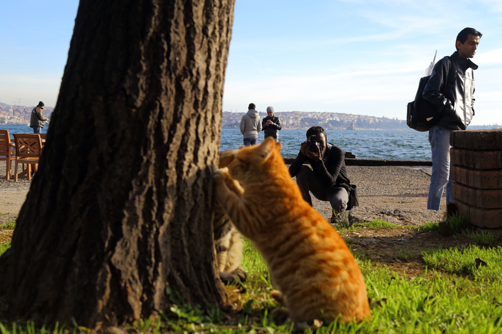 イスタンブールストリートキャット　を撮る人！