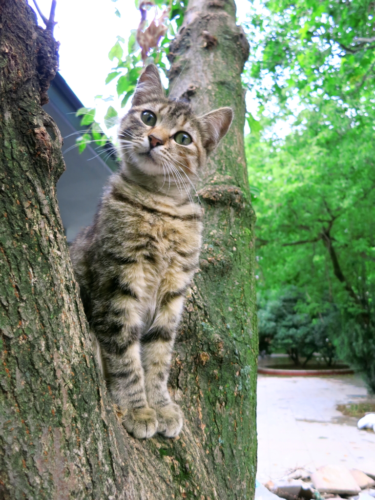 ゲジ公園の野良猫　おっちゃん誰？