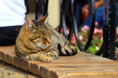 イスタンブール・ストリートキャット　おっちゃんの横でうたた寝