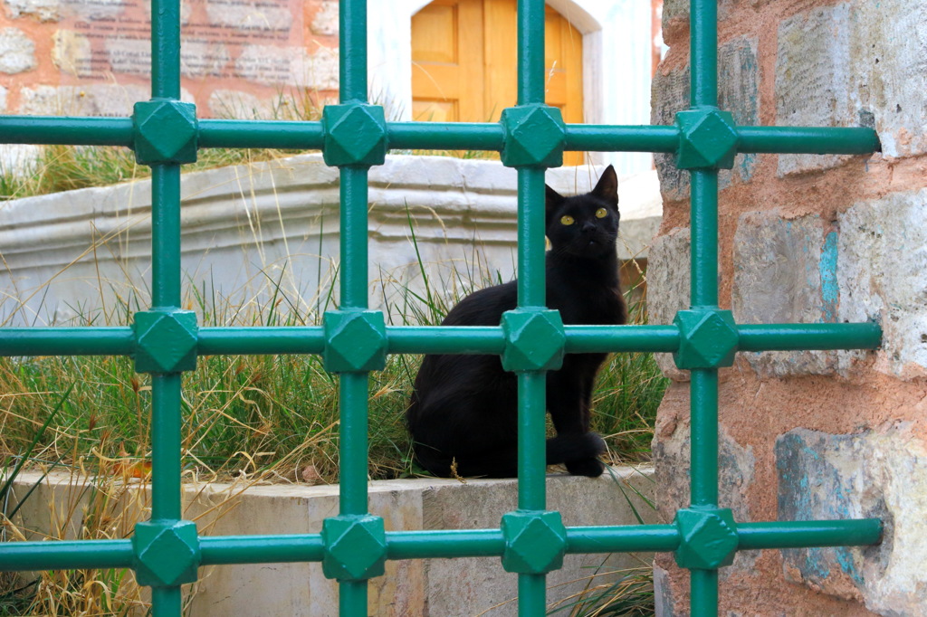 ゼイレク地区の野良猫