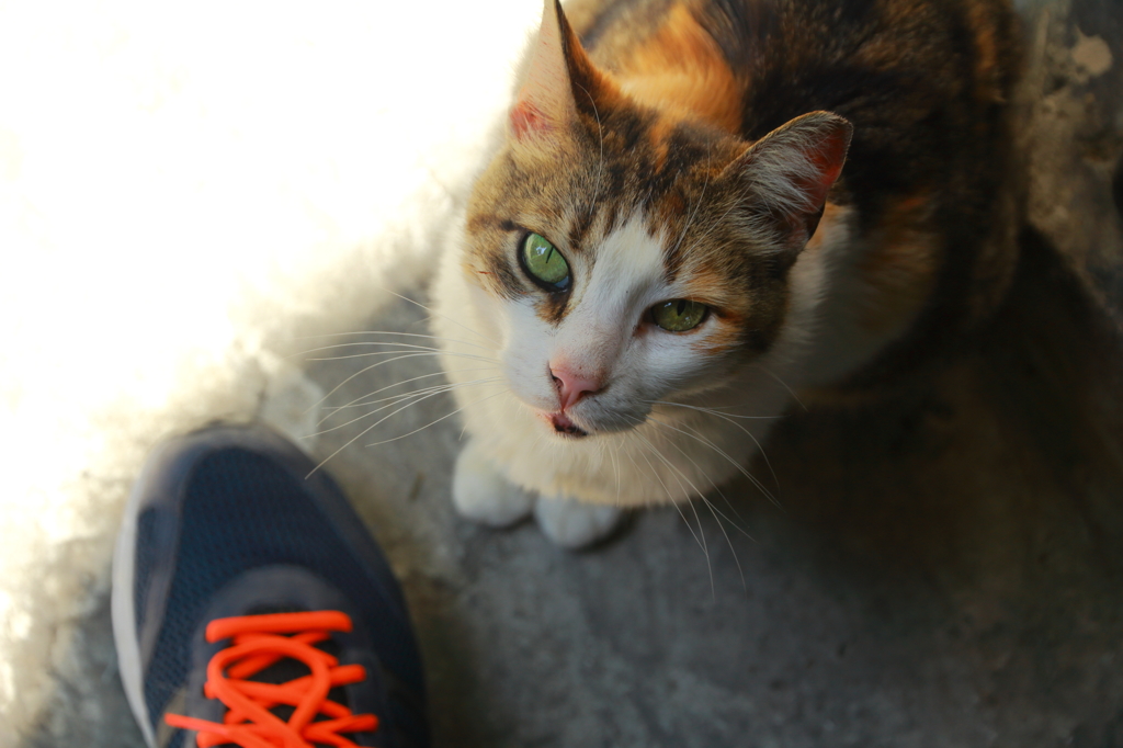 イスタンブール猫撮り注意点