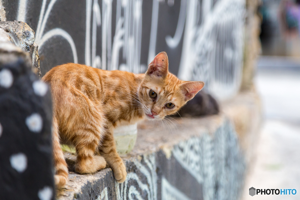 ウオールアートの猫道で！「ごきげんよう・さようなら」