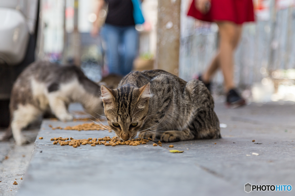 お食事タイム、イスタンブール・ストリート・キャット