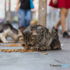 お食事タイム、イスタンブール・ストリート・キャット