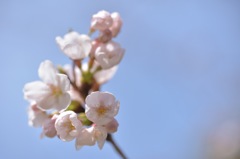 春の日