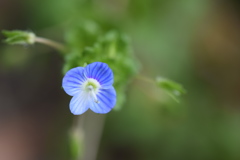 名も知らぬ花