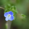 名も知らぬ花