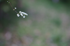 Spiraea thunbergii