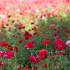 ポピー畑