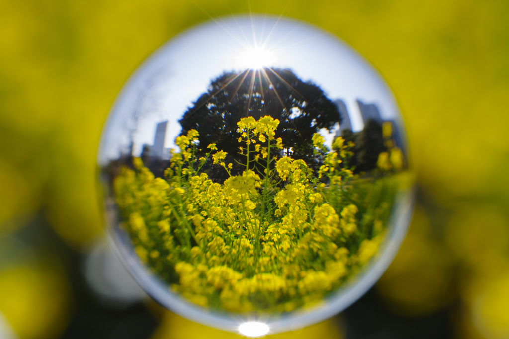 宙玉菜の花