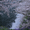 花筏
