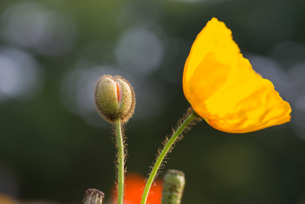 Bud & flower