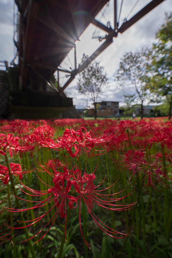 橋を見上げる花