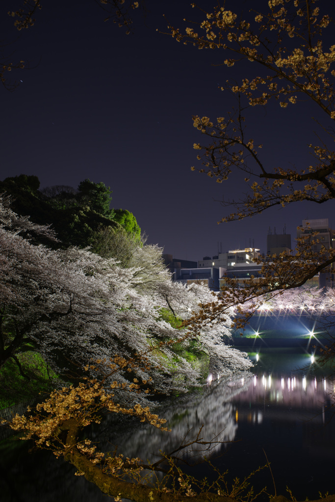 夜桜2 千鳥ヶ淵