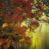 水辺の紅葉1