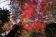 紅葉を見上げて