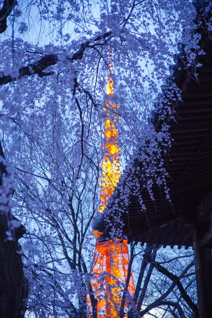 夕刻のしだれ桜