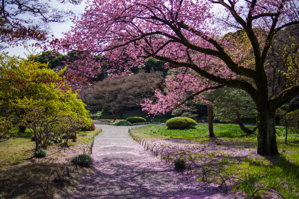 桜散る道