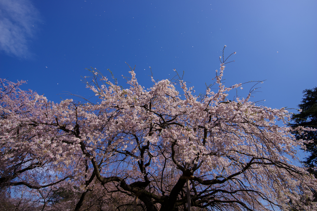 桜、舞う