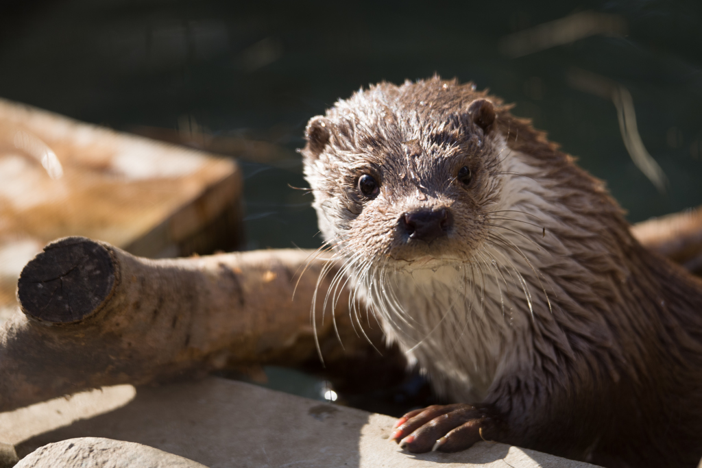 ユーラシアカワウソ