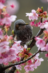 桜とヒヨドリ