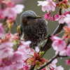 桜とヒヨドリ