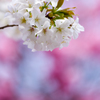 大島桜