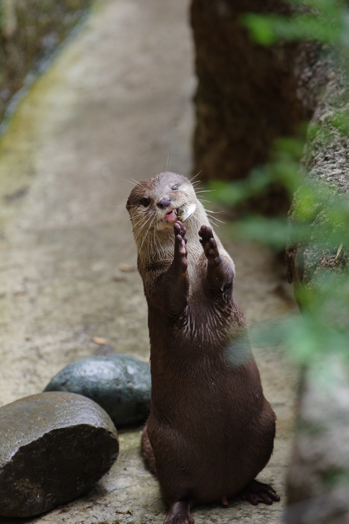 コツメカワウソ