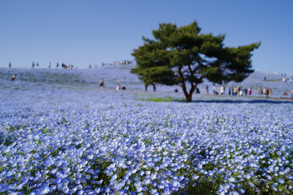 Good-bye Blue sky