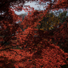 紅い葉