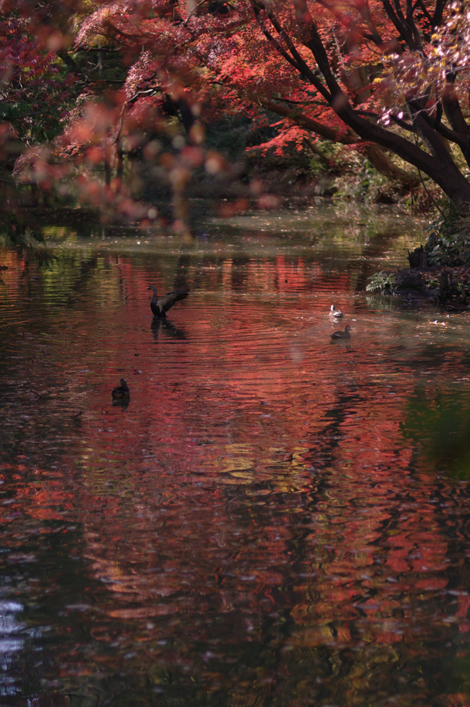 紅葉と水鳥