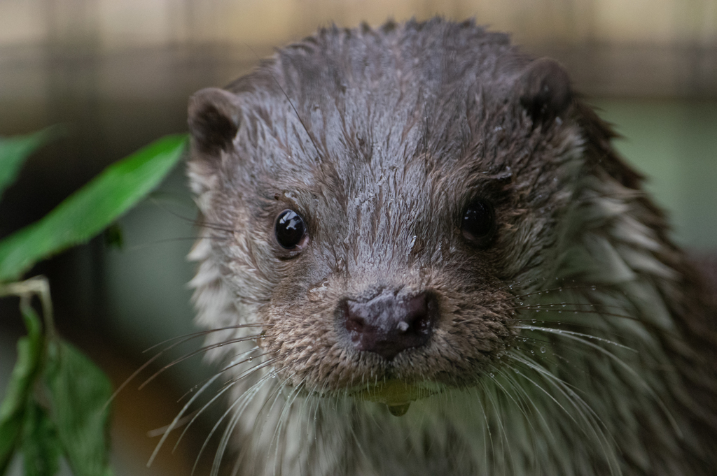 カワウソドアップ