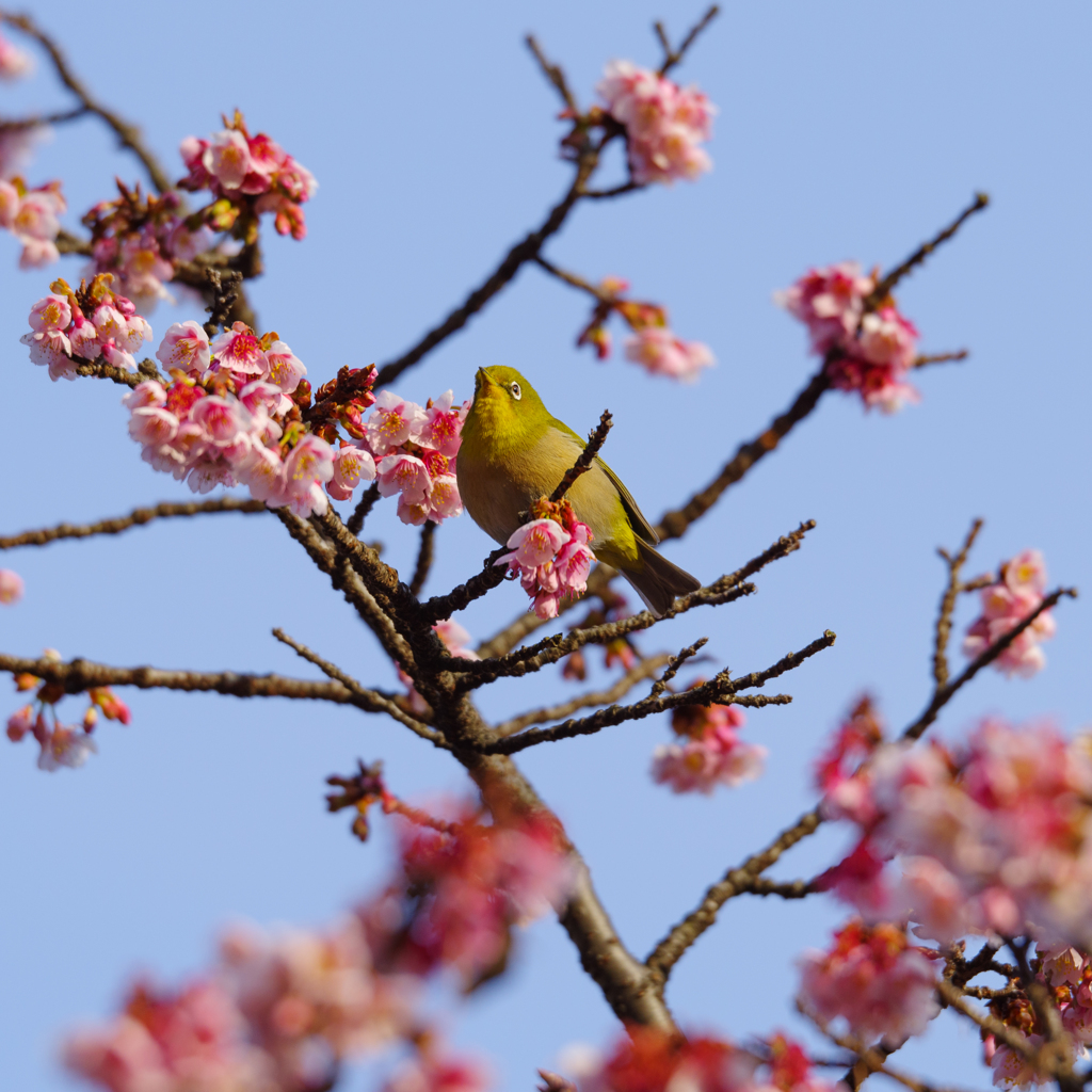 寒桜とメジロ