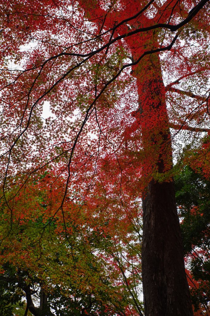 紅く染まる