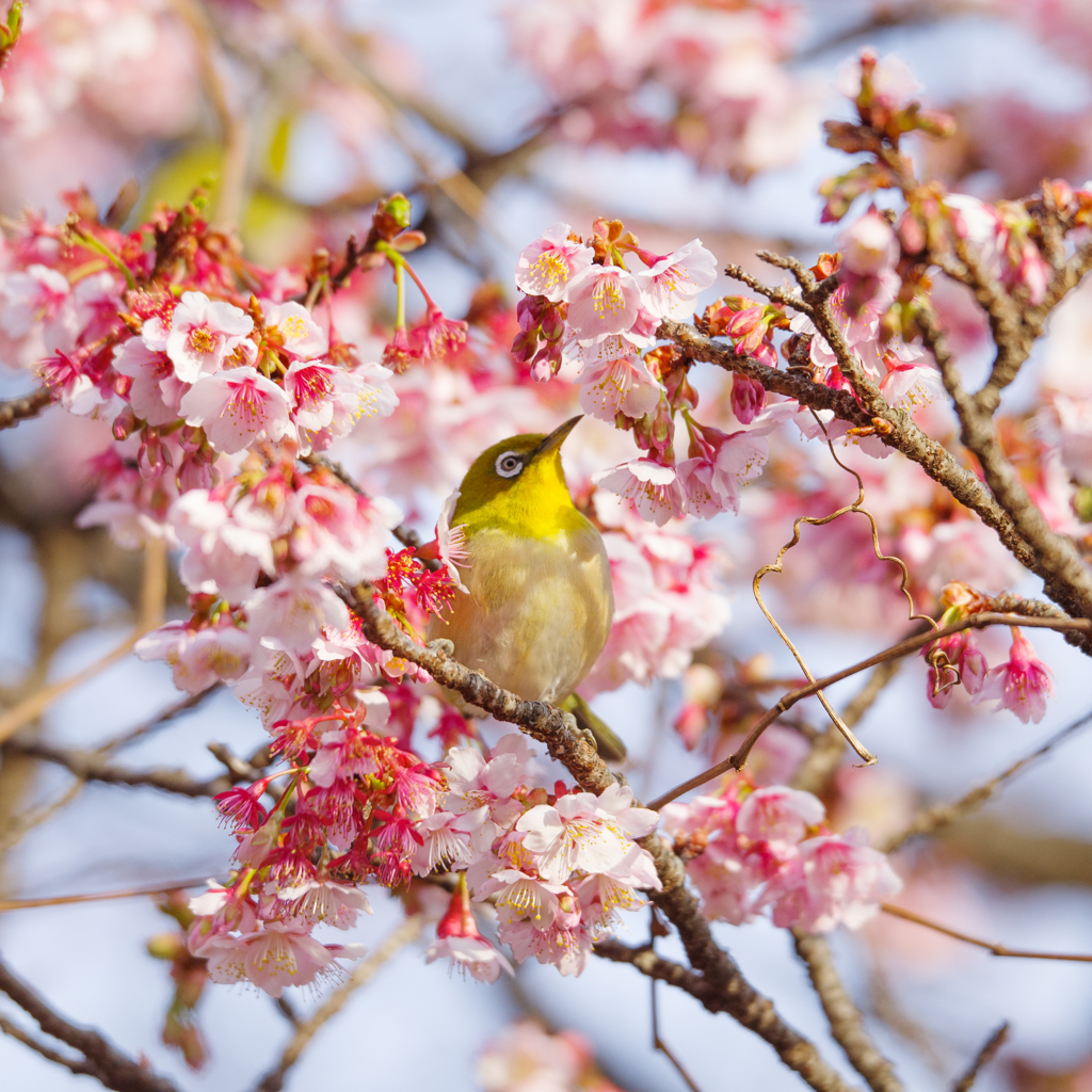 寒桜とメジロ2