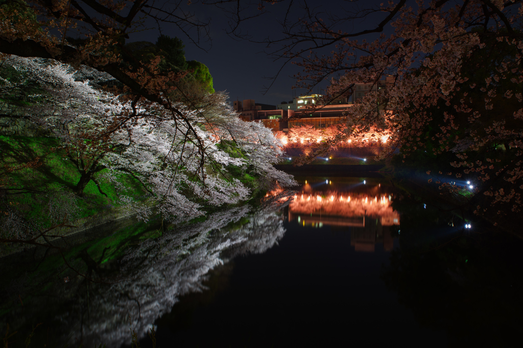 千鳥ヶ淵の桜