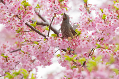 桜蜜