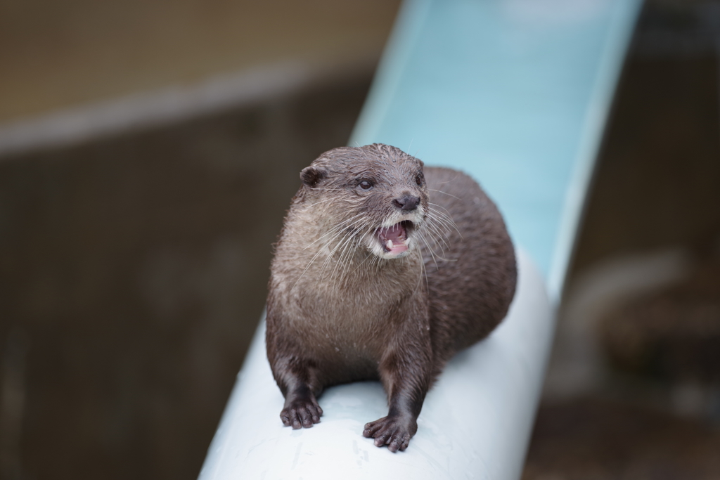 コツメカワウソ