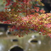 水辺の紅葉
