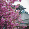 八重桜