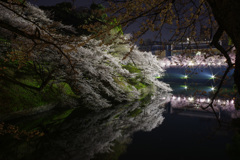 夜桜1 千鳥ヶ淵