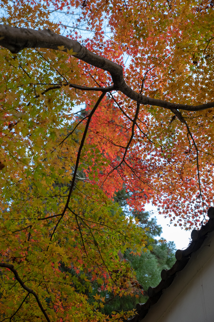 紅葉を仰いで