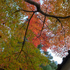 紅葉を仰いで